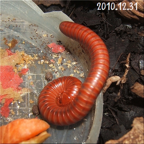 髭蟲と生き物の話